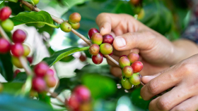 Кофе против кокаина: Колумбия создаст фонд для спасения фермеров